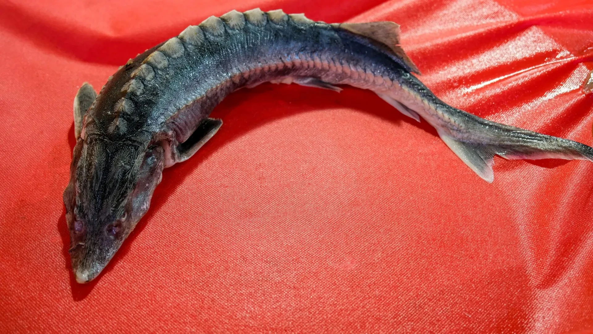 😱🎣 Суд наказал жителя Ямальского района за браконьерство.