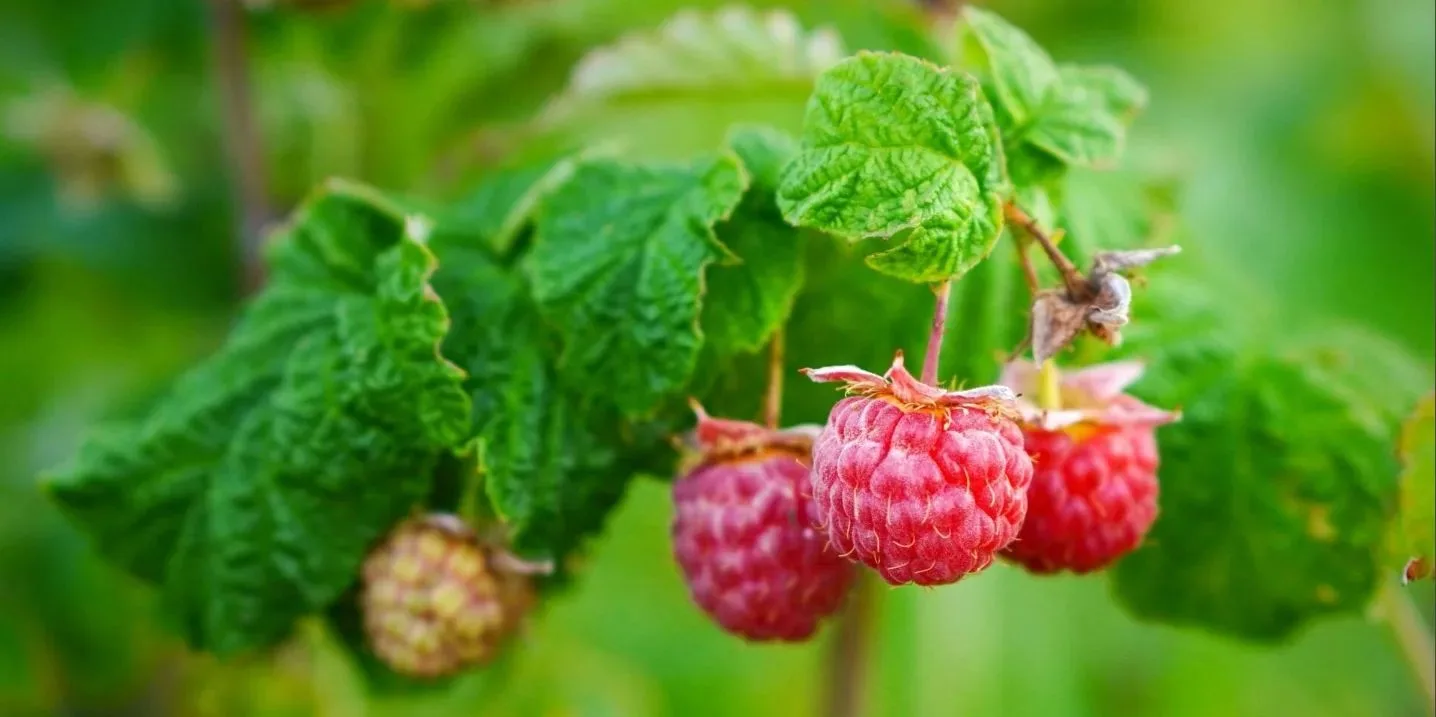 🍓 Ягоды всё лето в Подмосковье — это реально! Выбирайте ремонтантные культуры, которые...