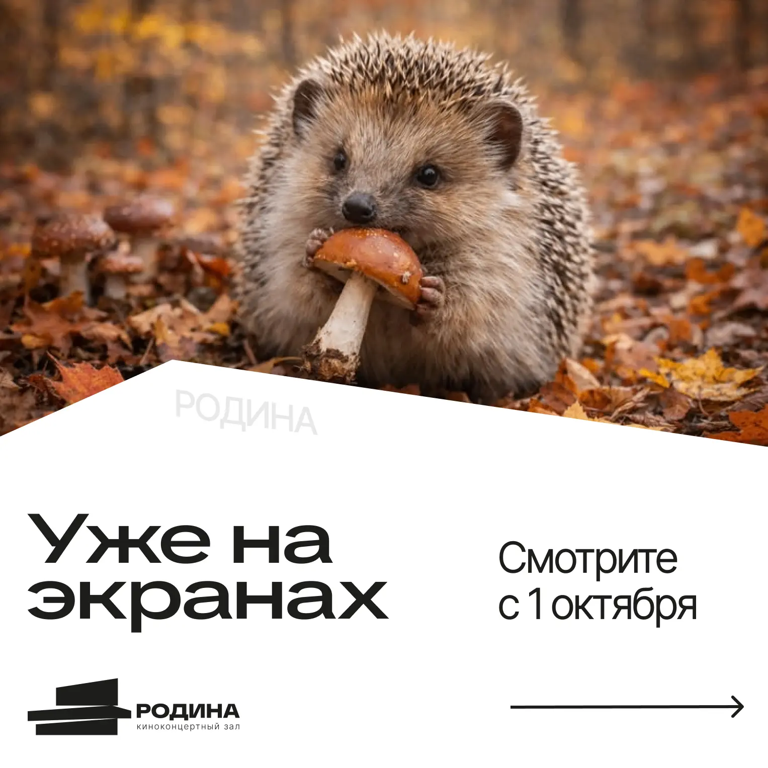 Несём вам что-то интересное 👀