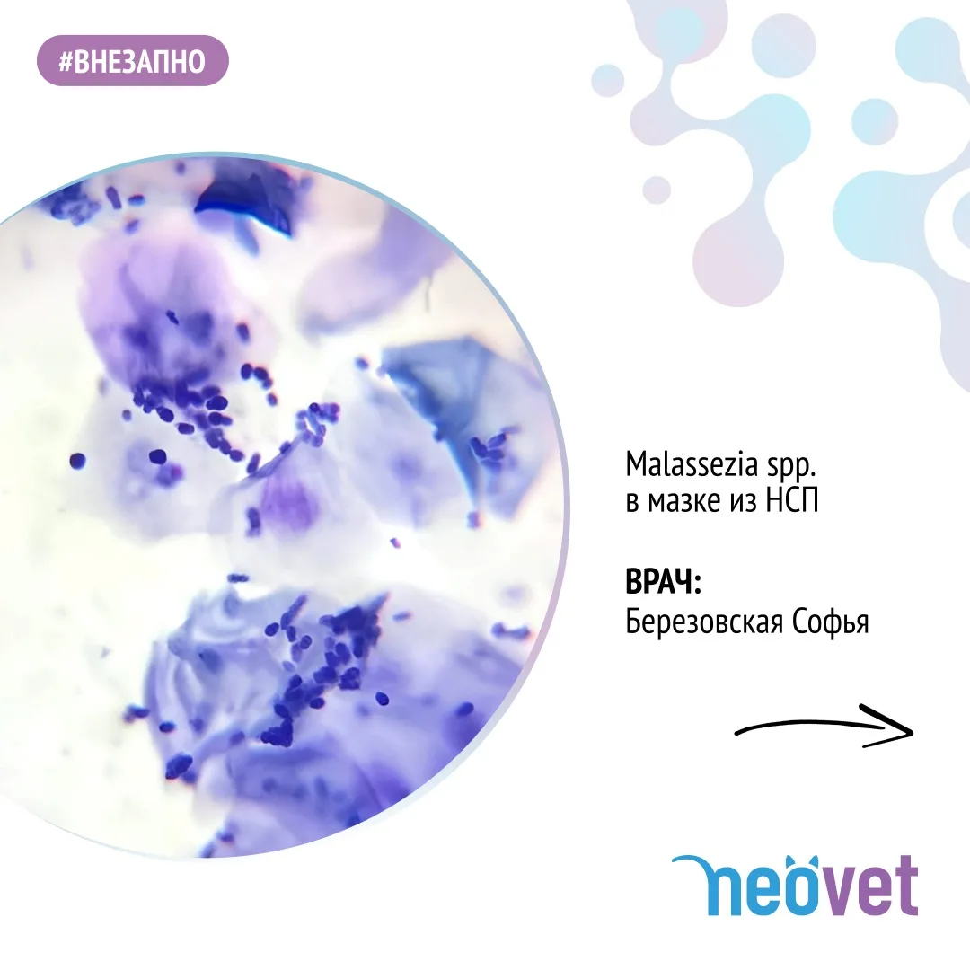 #внезапно 

Грибы рода Malassezia 🪆

Делитесь своими находками в комментариях! ⬇️

#neovet