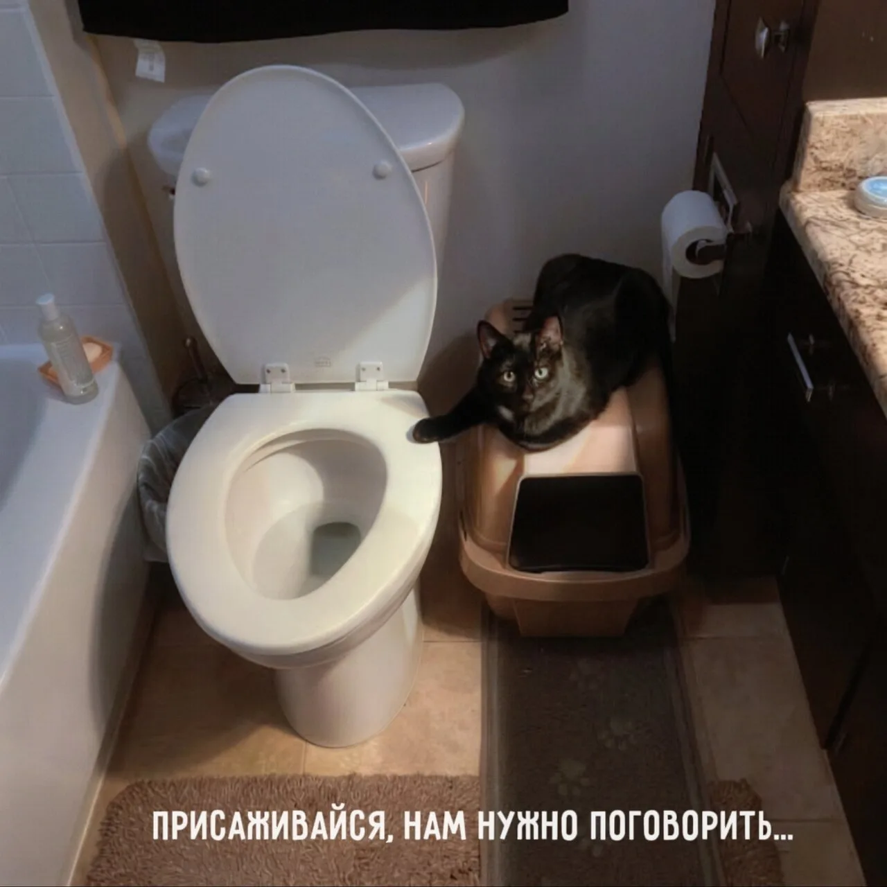 Моя кошка иногда встречает меня в туалете с таким выражением морды, будто у неё накопил...