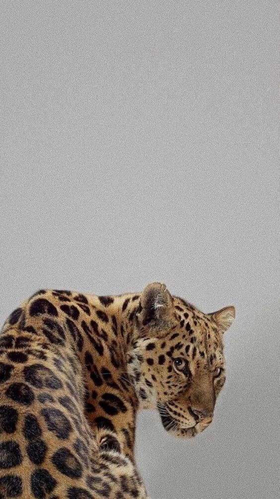 @oboi_wallpaper_kpop