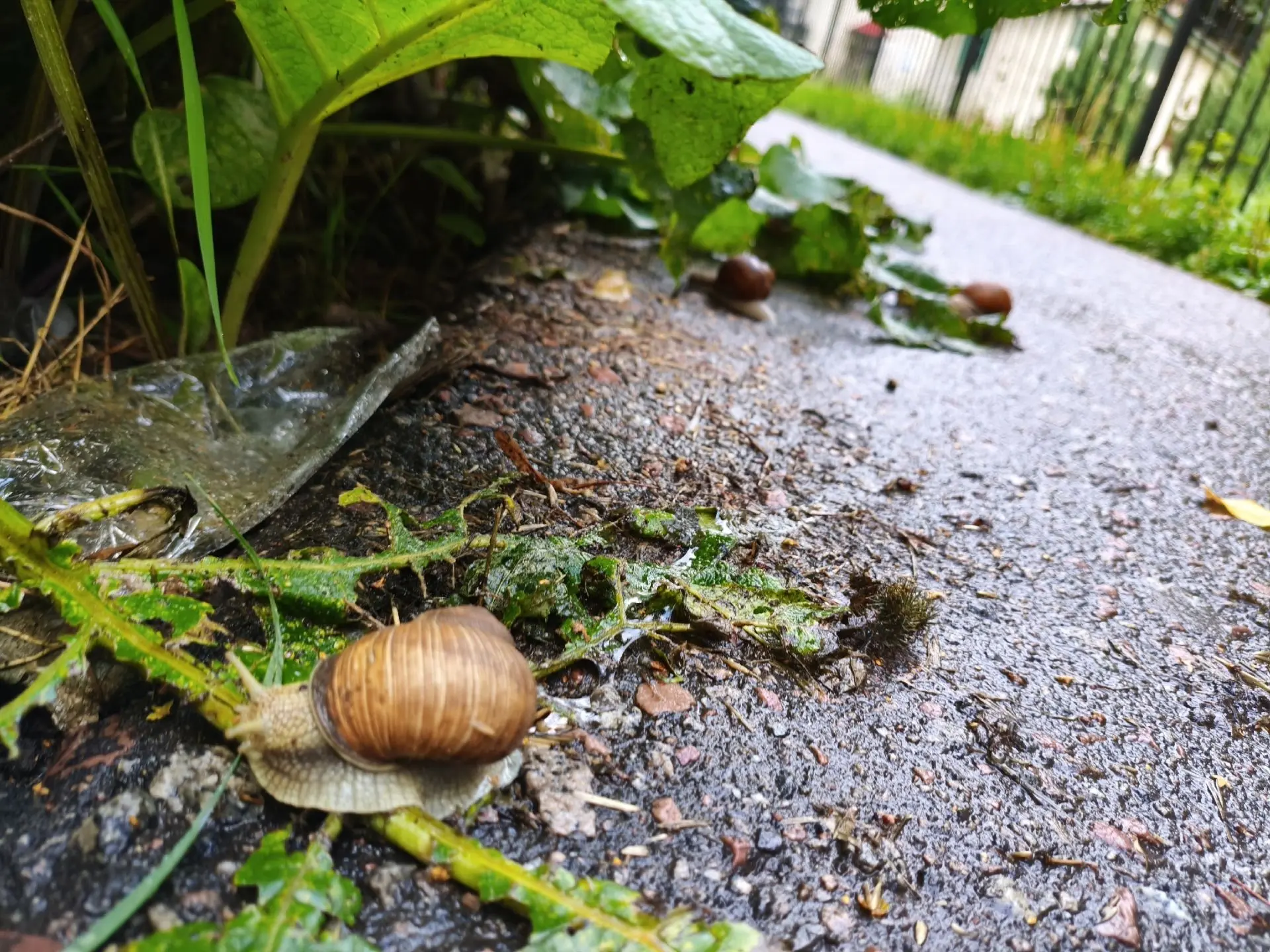 🐌 Вот такая "банда" вышла на улицы Курска после дождя