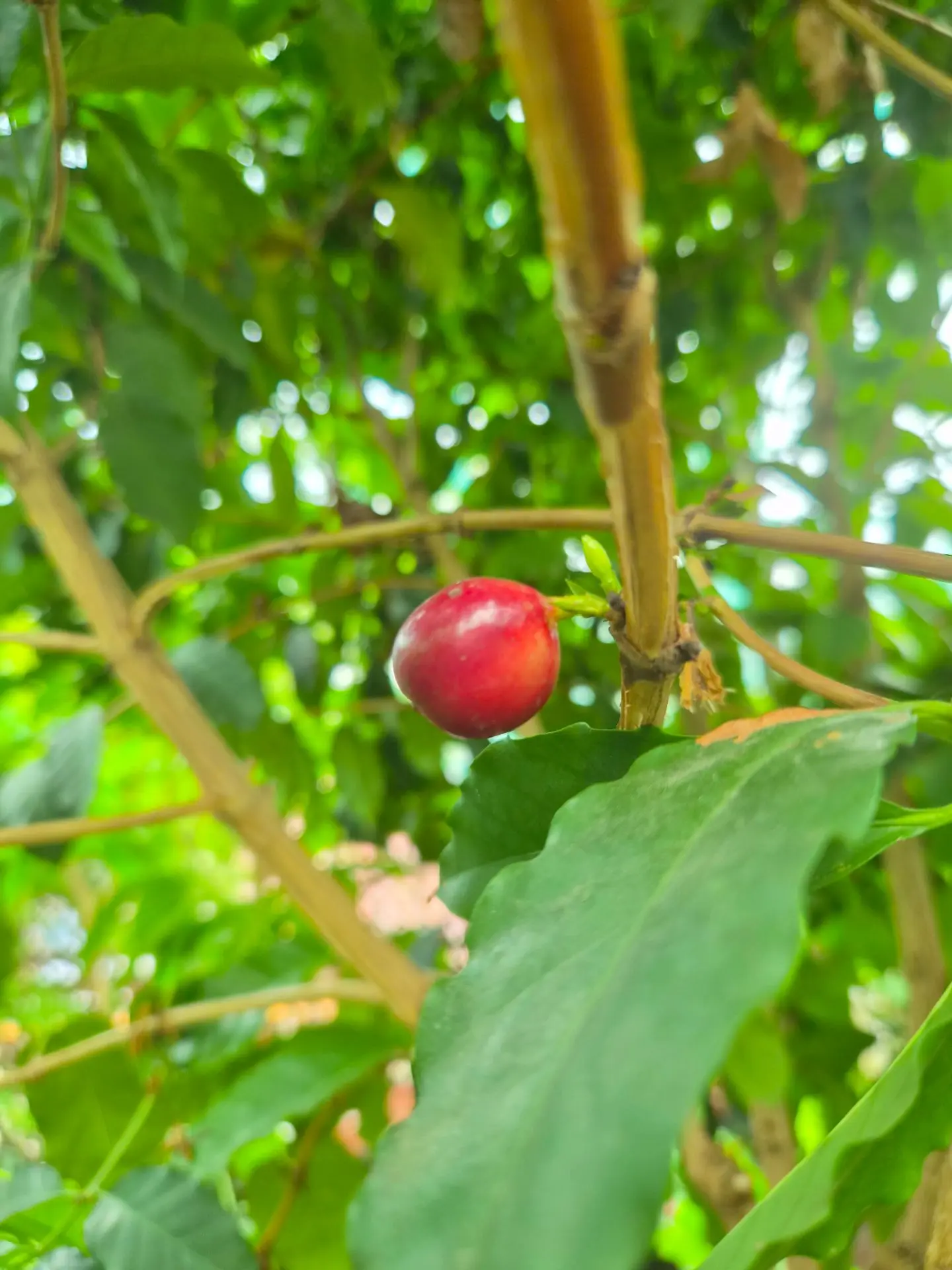 От ягоды до ароматного напитка🍒☕