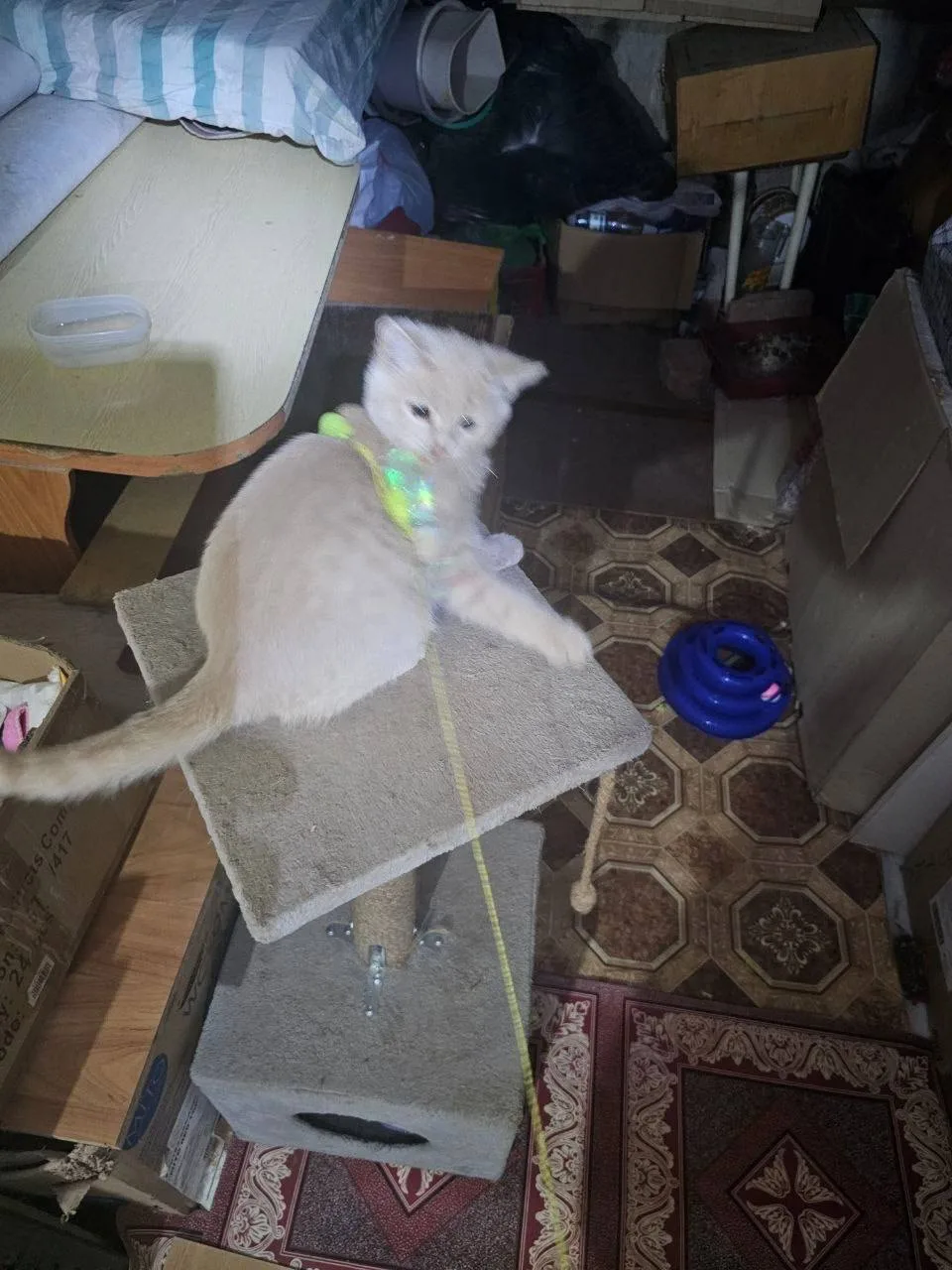 🐱 Котёнок с улицы Менделеева ищет хозяев