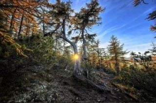 Ждёте зимних фотографий Колымы? Пока их не будет, в ленте - отличная осенняя работа Еле...