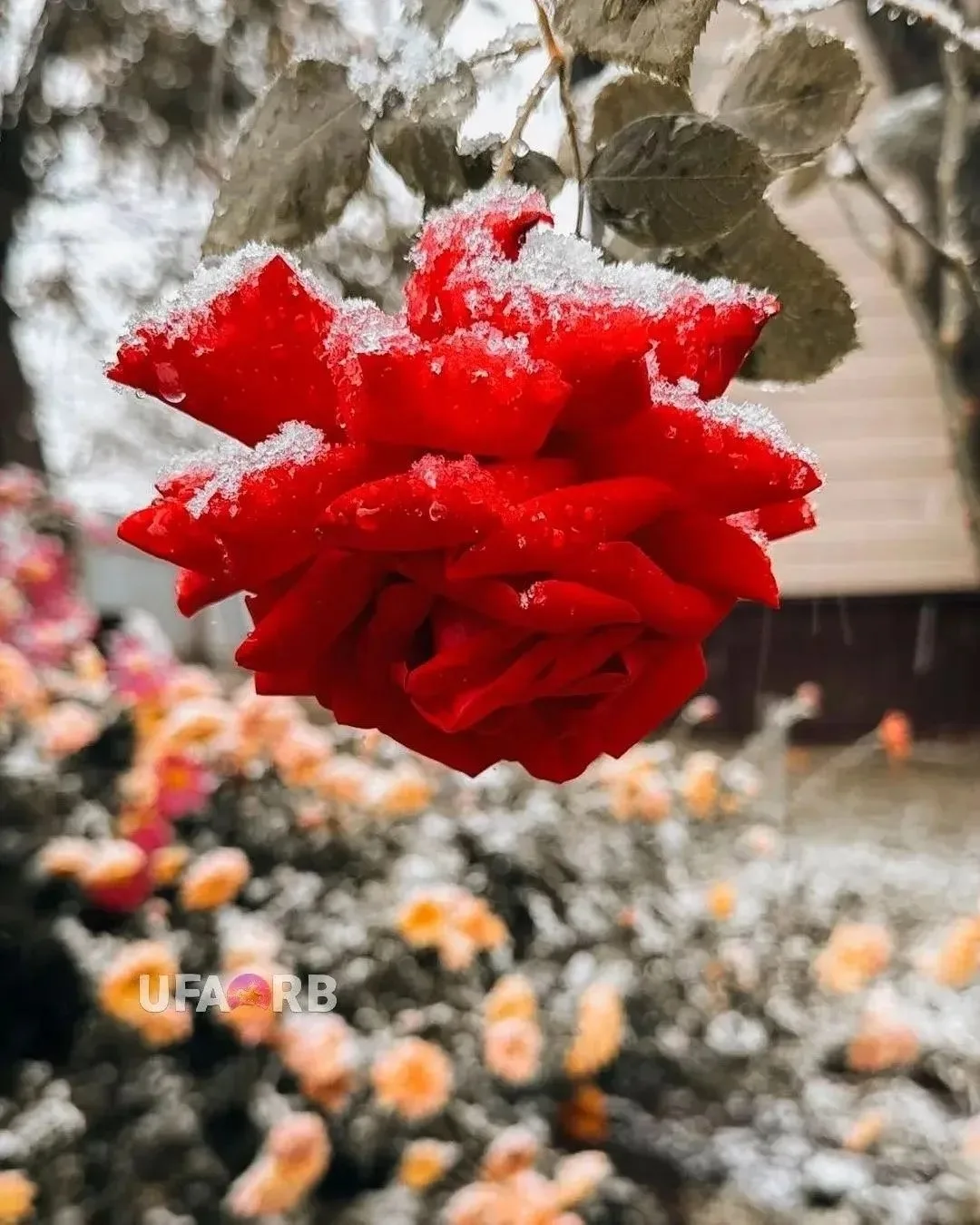 Красота из Дюртюлинского района❄️❄️❄️