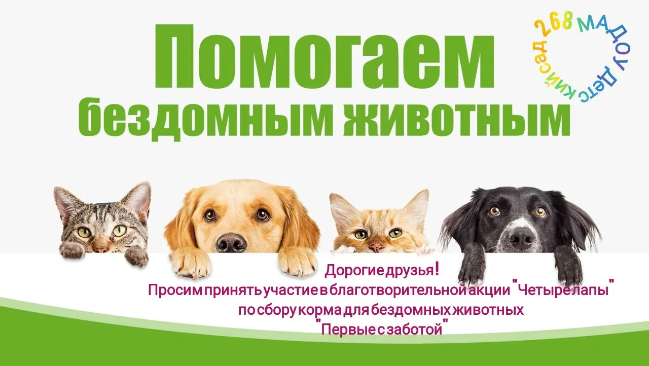 🐕 Благотворительная акция «Четыре лапы» от Движения Первых