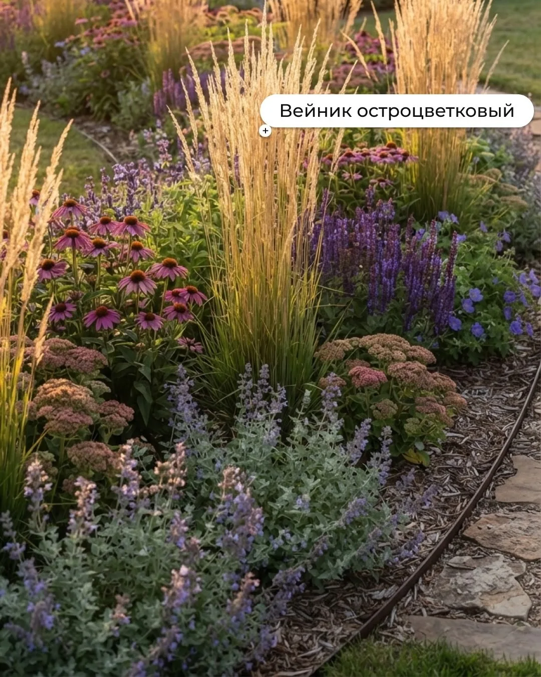 5 красивых декорaтивных злаков для вашего цветника