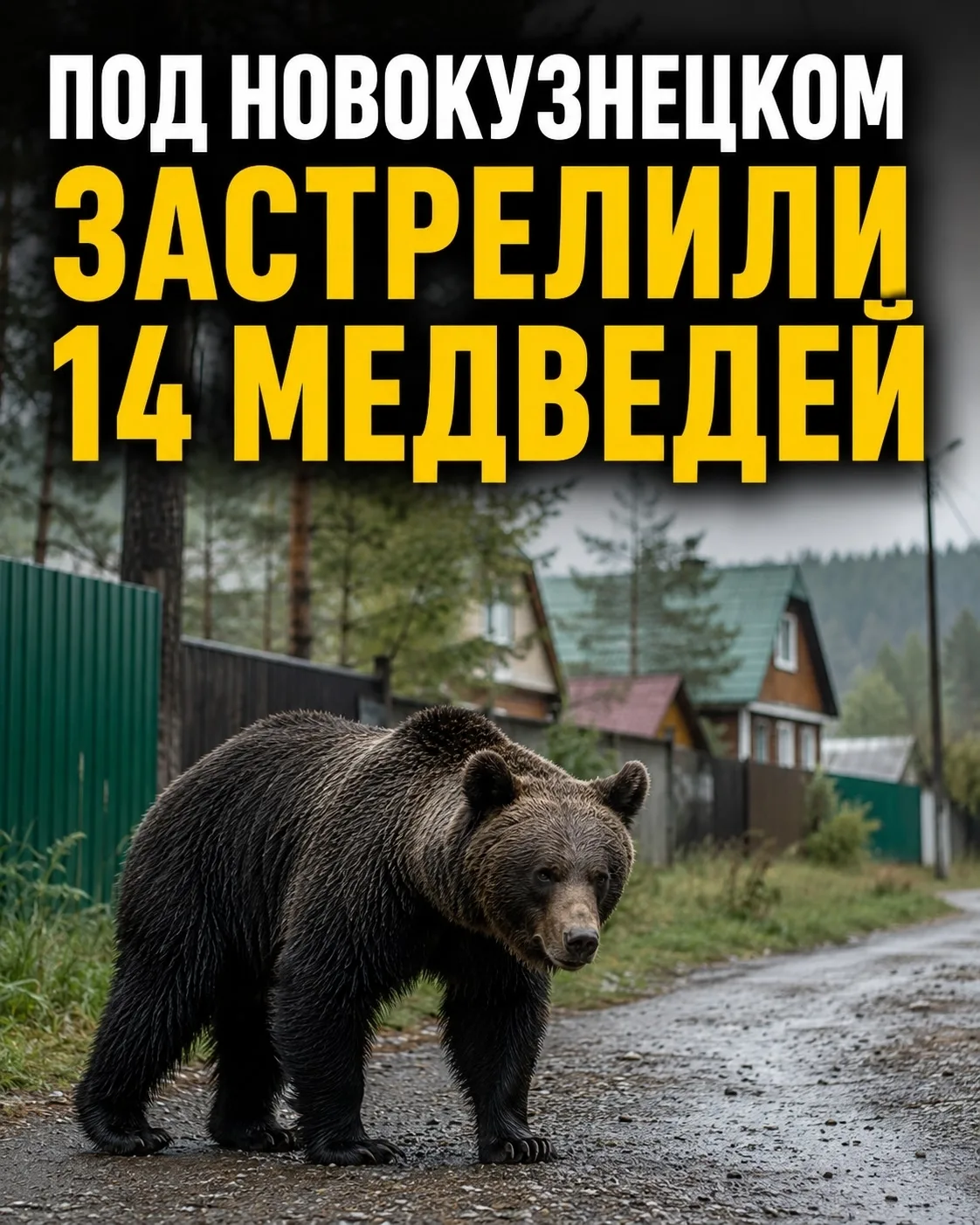 ⚡Под Новокузнецком застрелили 14 медведей.
