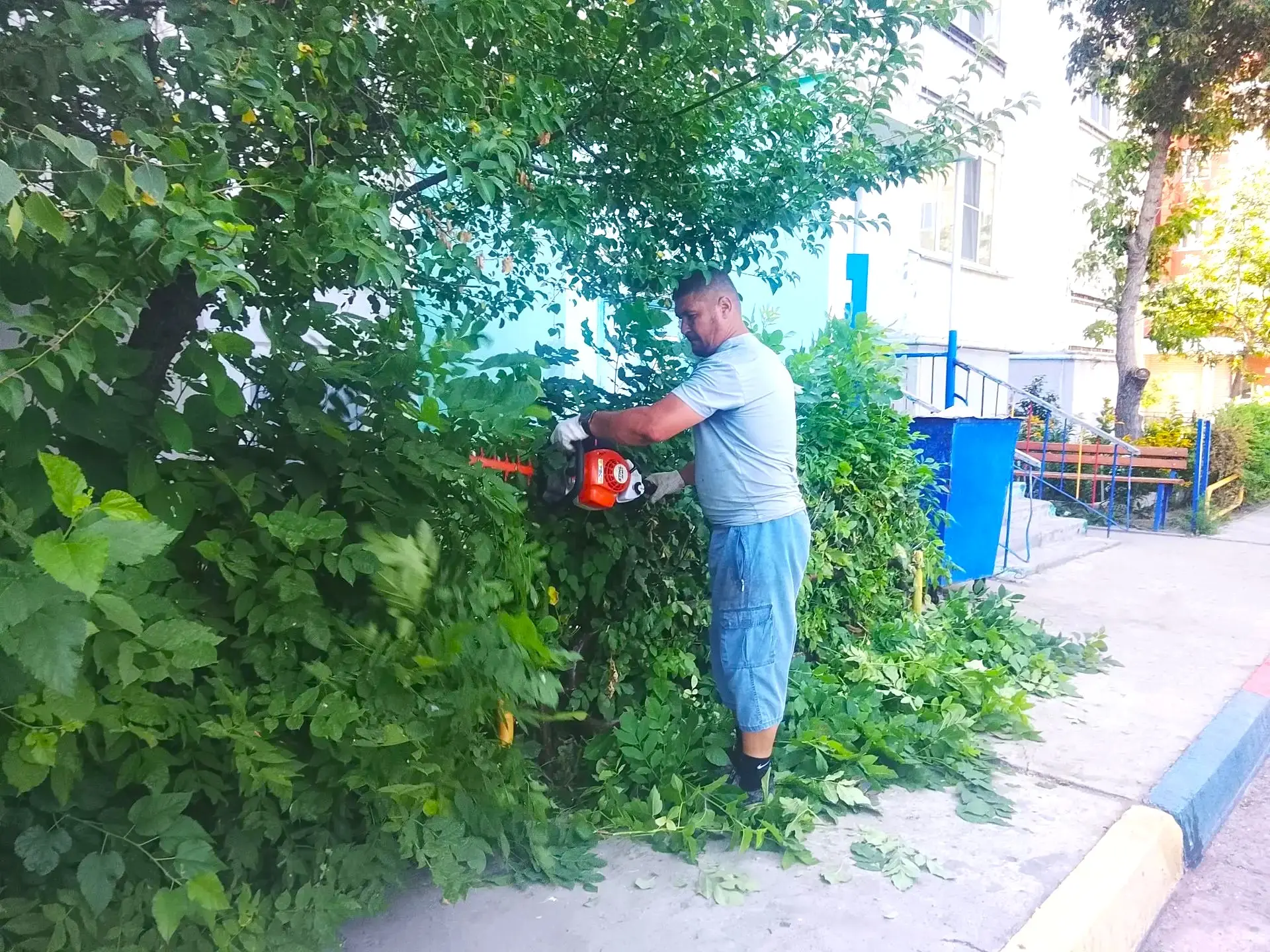 🌿 Зелёная стрижка для идеального порядка! ✂️