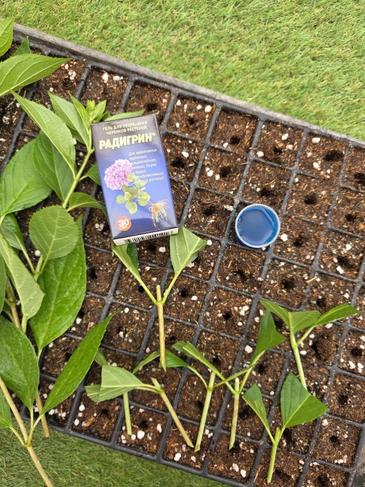Июнь, и у нас по традиции полным ходом пошёл зелёный черенок 🌱