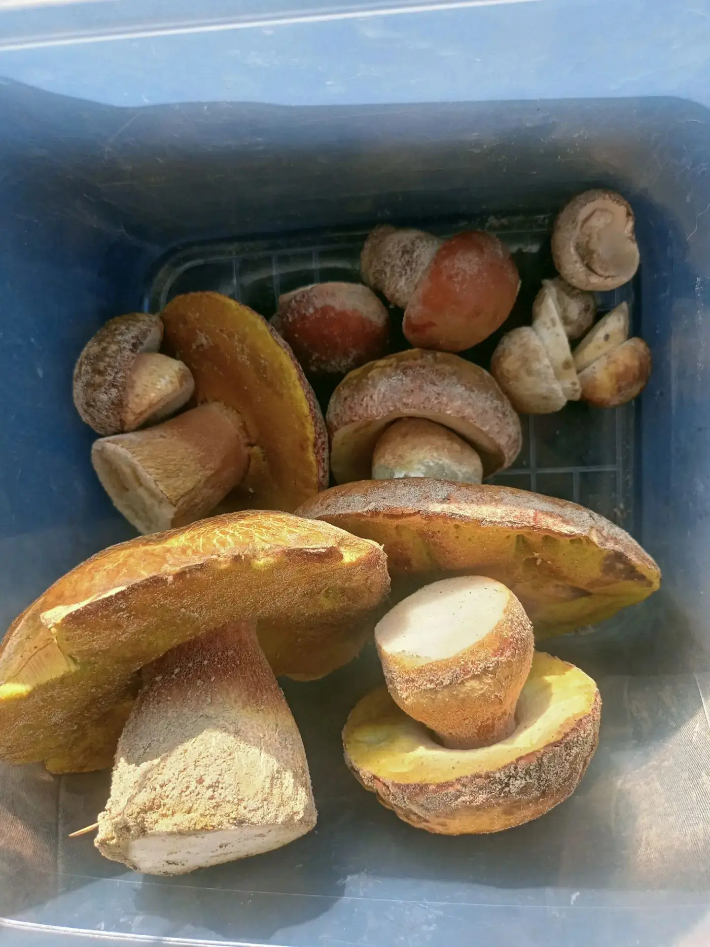Наконец то пошли грибы, белые, красноголовики и маслята! И не только 😉. Советский, ХМАО