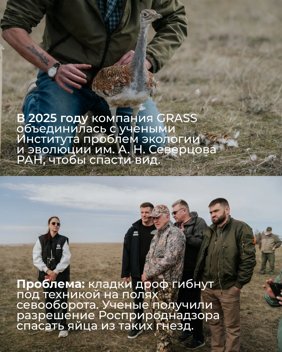 Кажется, Волгоградская область только что стала частью большой истории возвращения дроф! 🐦   В Волго