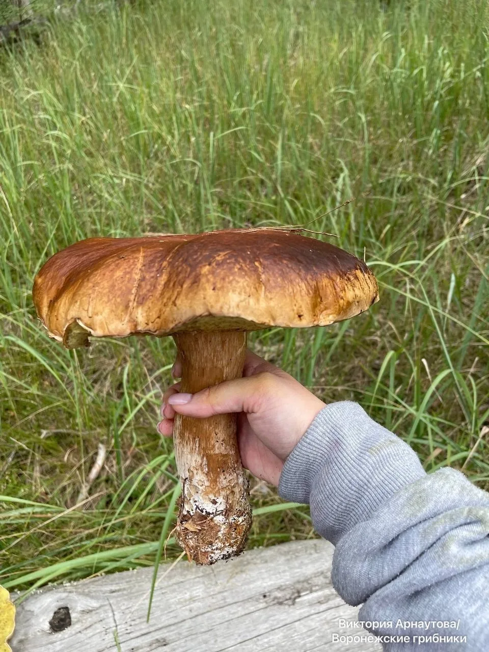 🍄 природа полна неожиданностей  
Данная находка подтверждает: урожай грибов в Воронежской области б