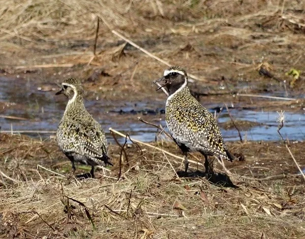 🐦 15 золотистых ржанок заметили в Новой Москве