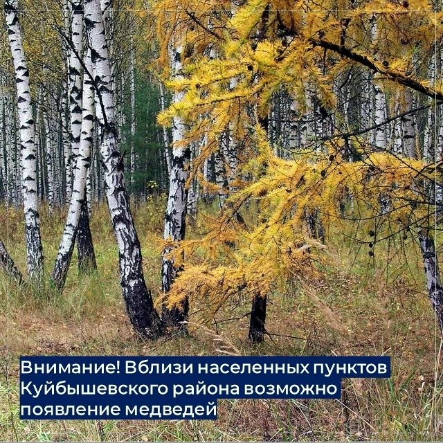❗Внимание! Вблизи населенных пунктов Куйбышевского района возможно появление медведей❗
