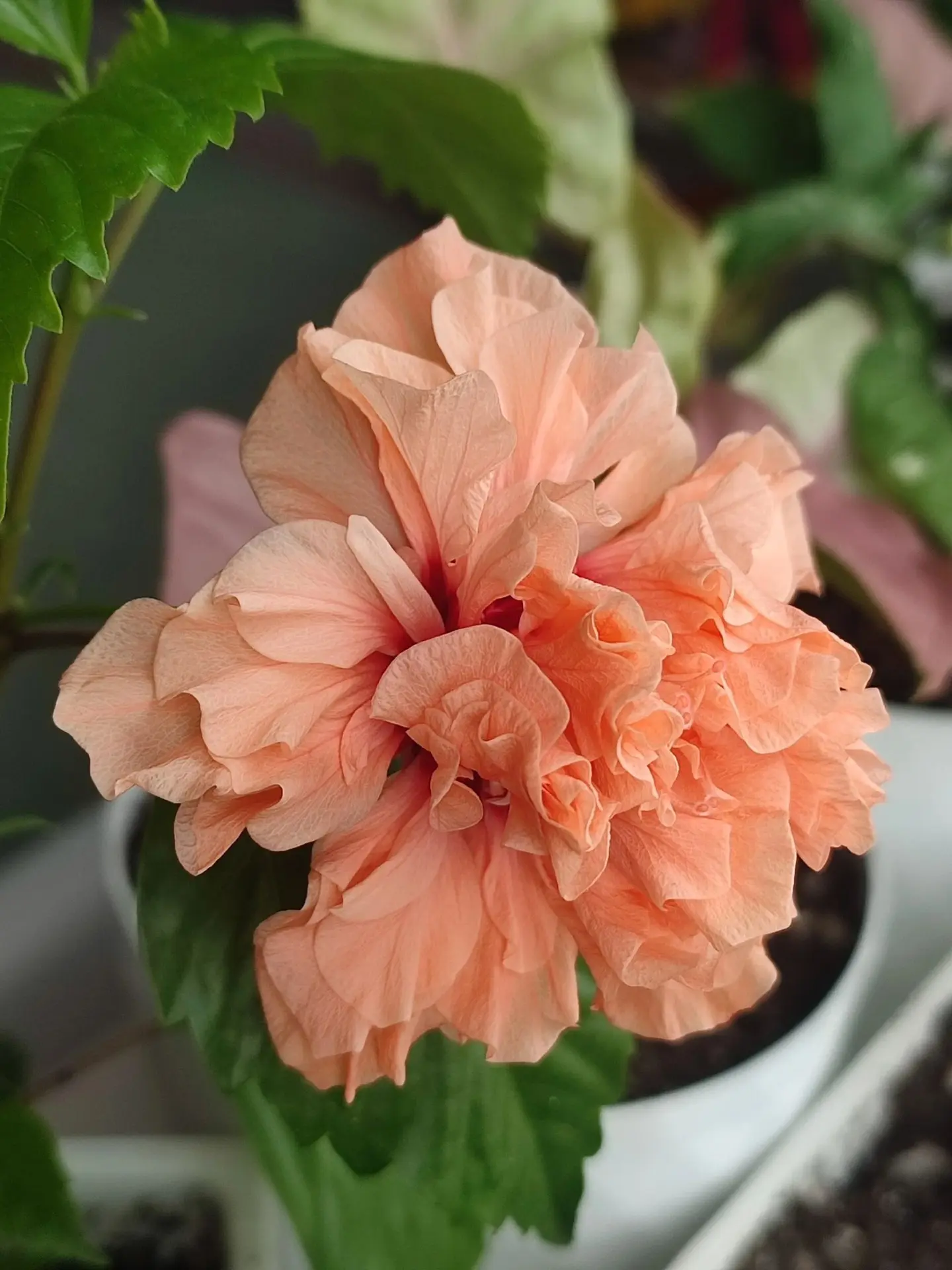 КАЛЕНДАРЬ 🌷