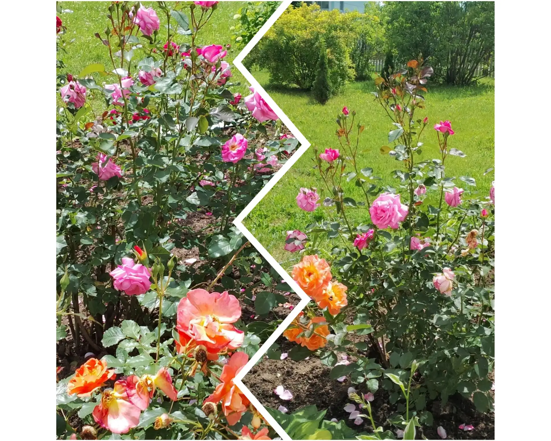 #Школьная территория в фокусе 🌸
Цветут розы...