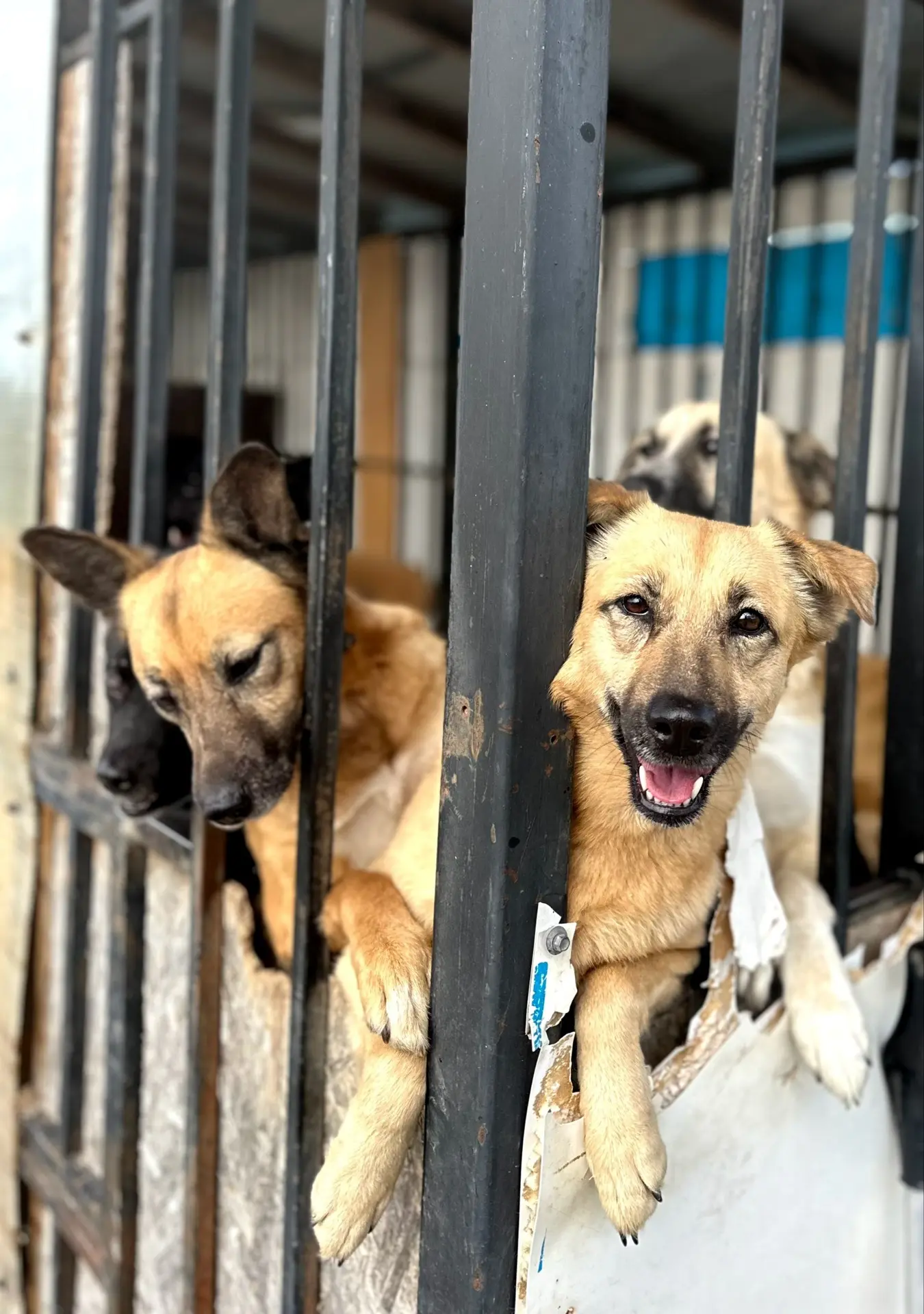 🆘 ПОМОГИТЕ — ВЫ ИХ ПОСЛЕДНЯЯ НАДЕЖДА!