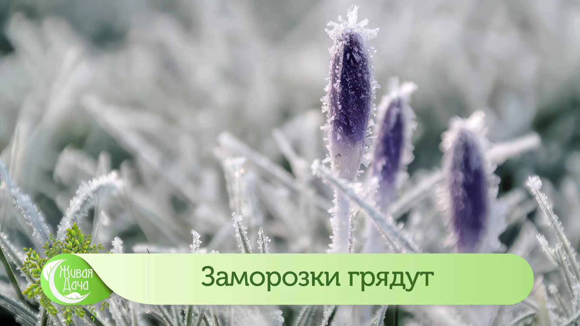 Заморозки грядут