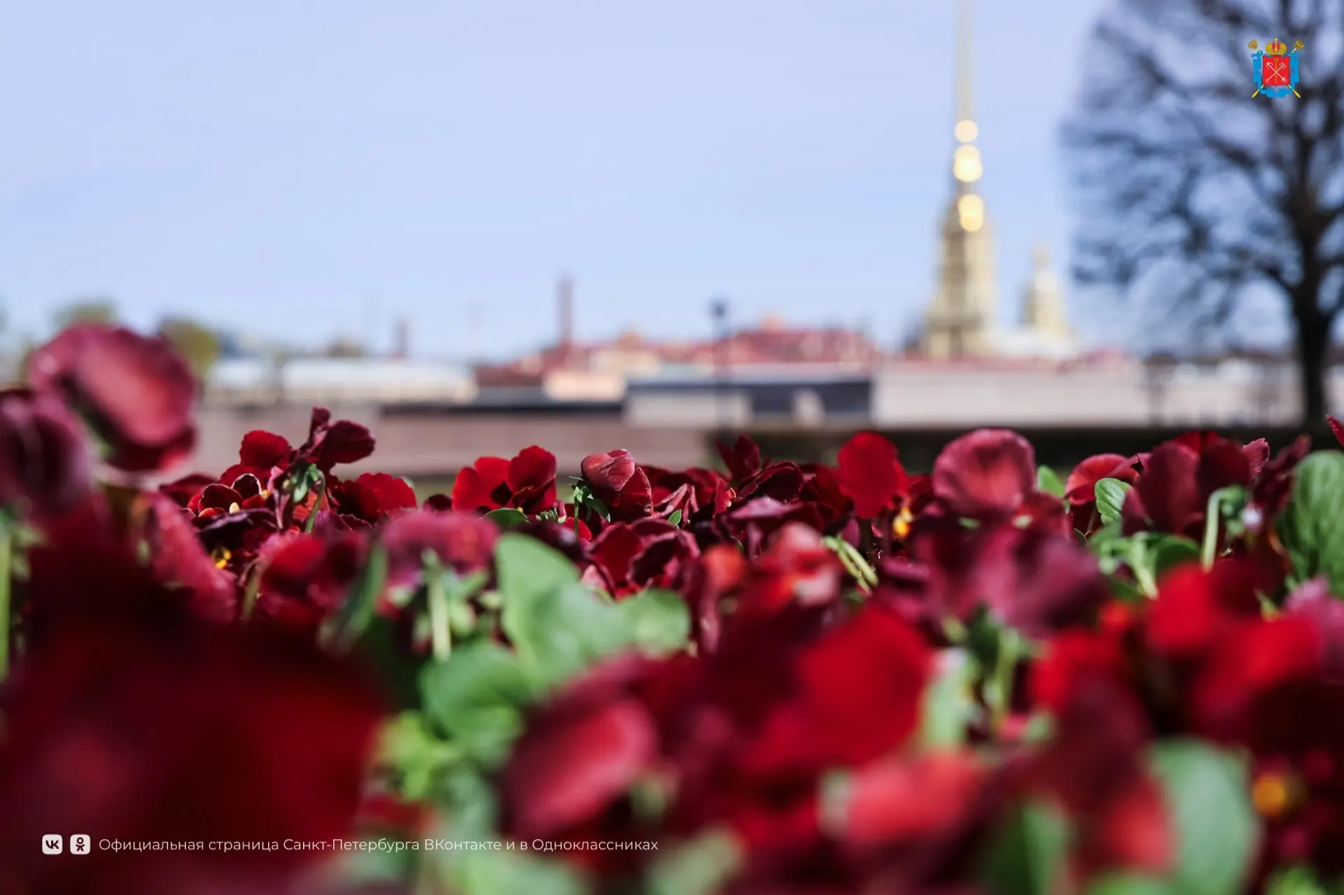 Улицы Петербурга заиграли новыми красками 🌷  Виолы — главные весенние смельчаки. Их высаживают самым