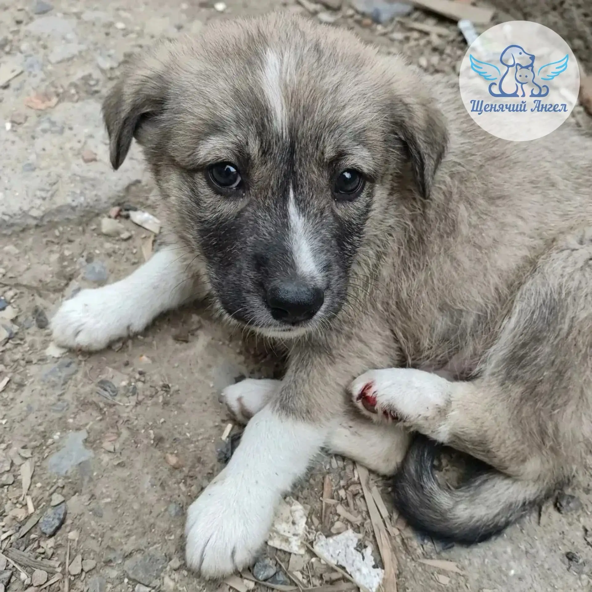 🆘🆘🆘 ЩЕНКА ЧАПУ ПЕРЕЕХАЛА МАШИНА! СРОЧНО НУЖНА ПОМОШЬ 🙏🏻

Маленьких щенят выбросили у дороги. Ча