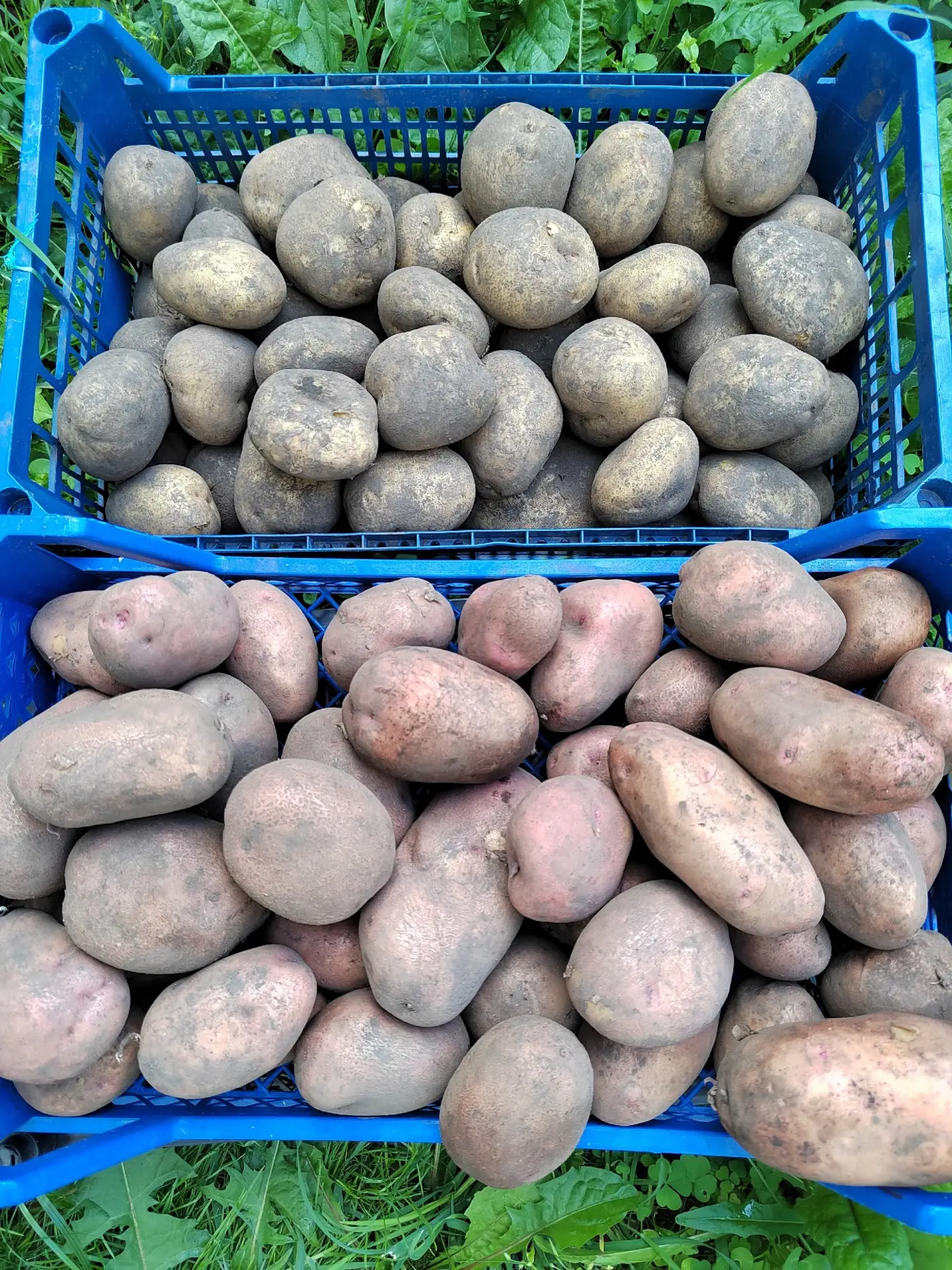 Продам картошку вкусная рассыпчатая внутри жёлтая мякоть, мешок 1000 руб. Доставка до п...