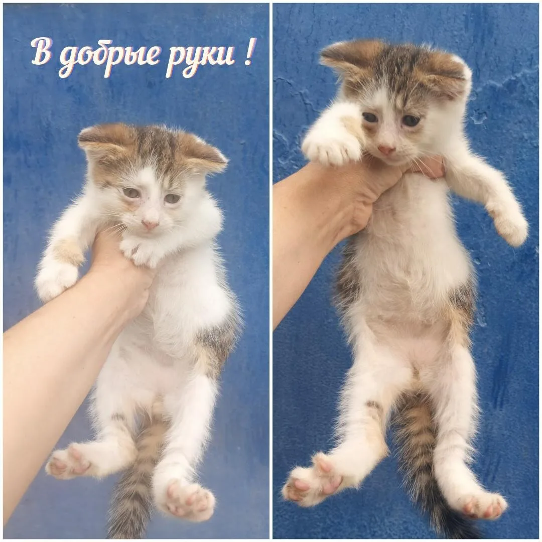 🐾Мальчик, 2 месяца, был спасён с улицы, пролечен, обработан от паразитов, лоток знает. Котёнок ласк