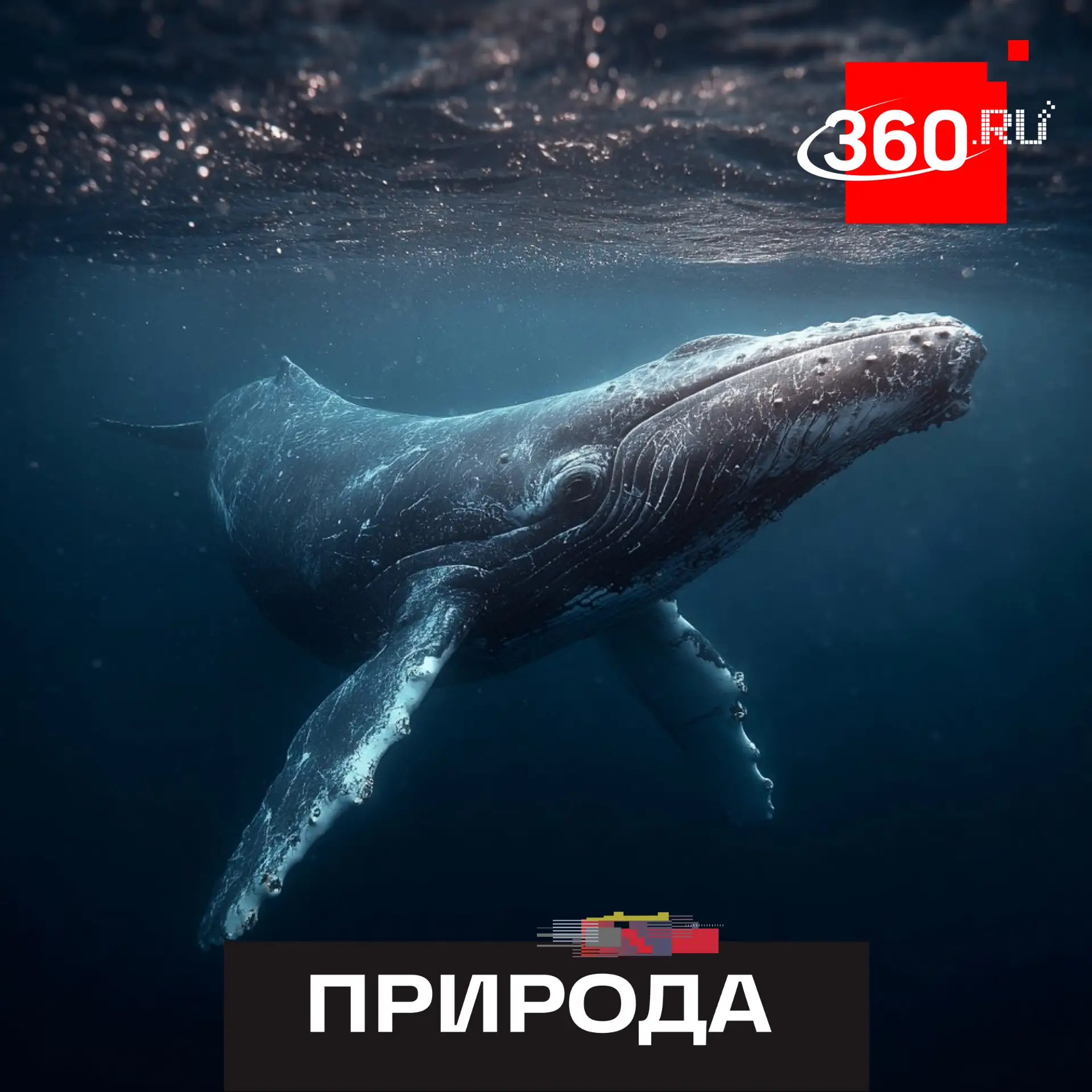 Кит в сетях — не беда: спасатели освободили горбача у Териберки в День кита.

Прибывшие с Сахалина с