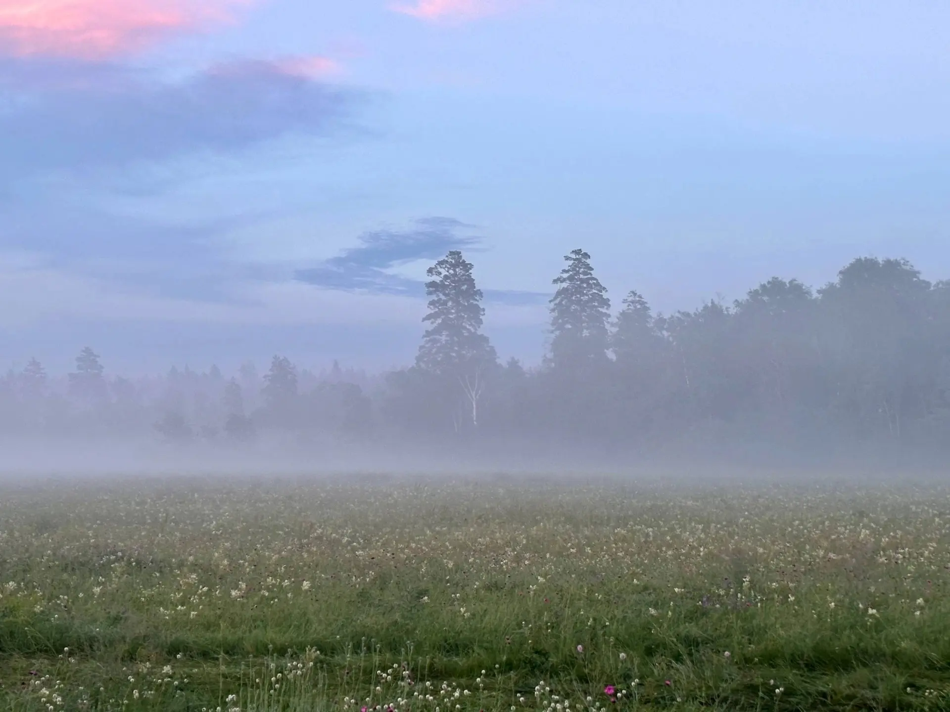 Невероятная природа Бузулукского бора

📸: нацпарк
