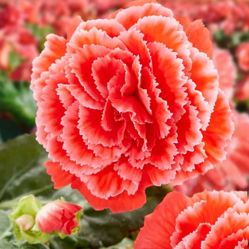 Новинки клубневых бегоний для вдохновения! 🌺  Готовы превратить балкон, террасу или клумбу в выставк