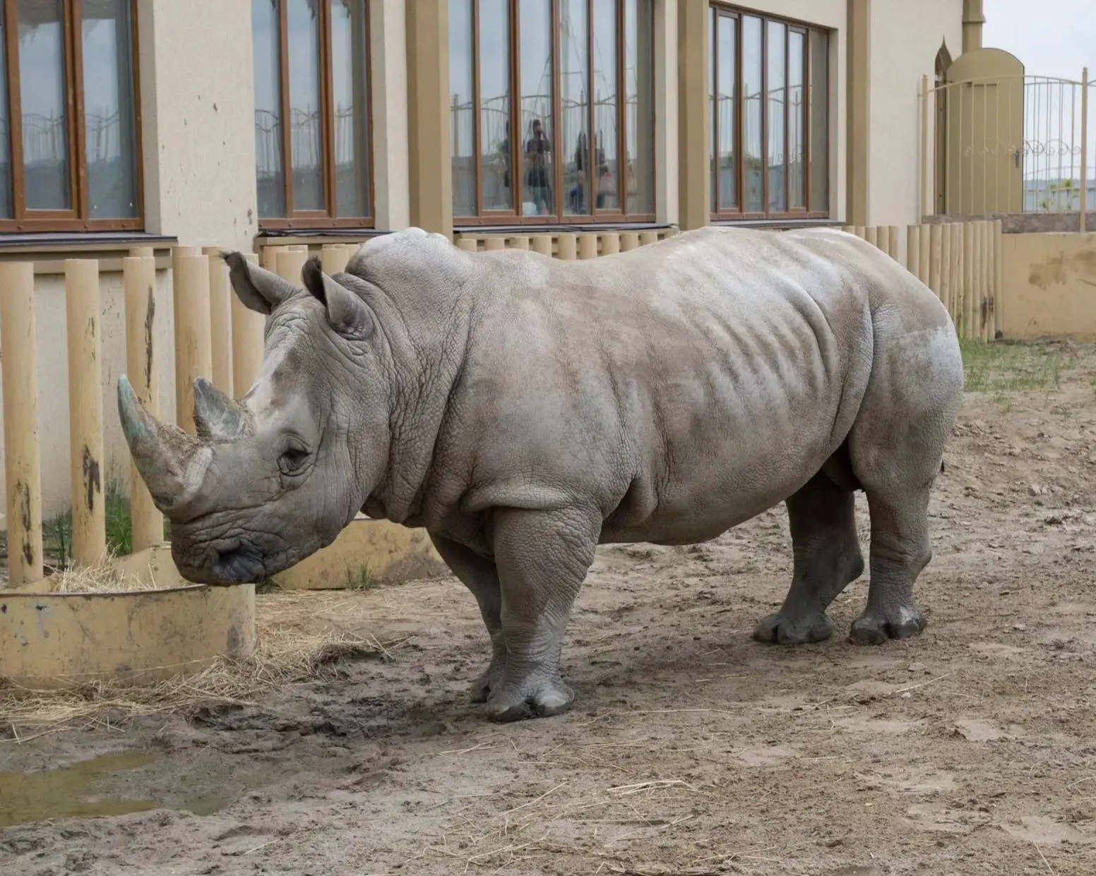 🦏 Носороги и белые медведи приедут в Казань