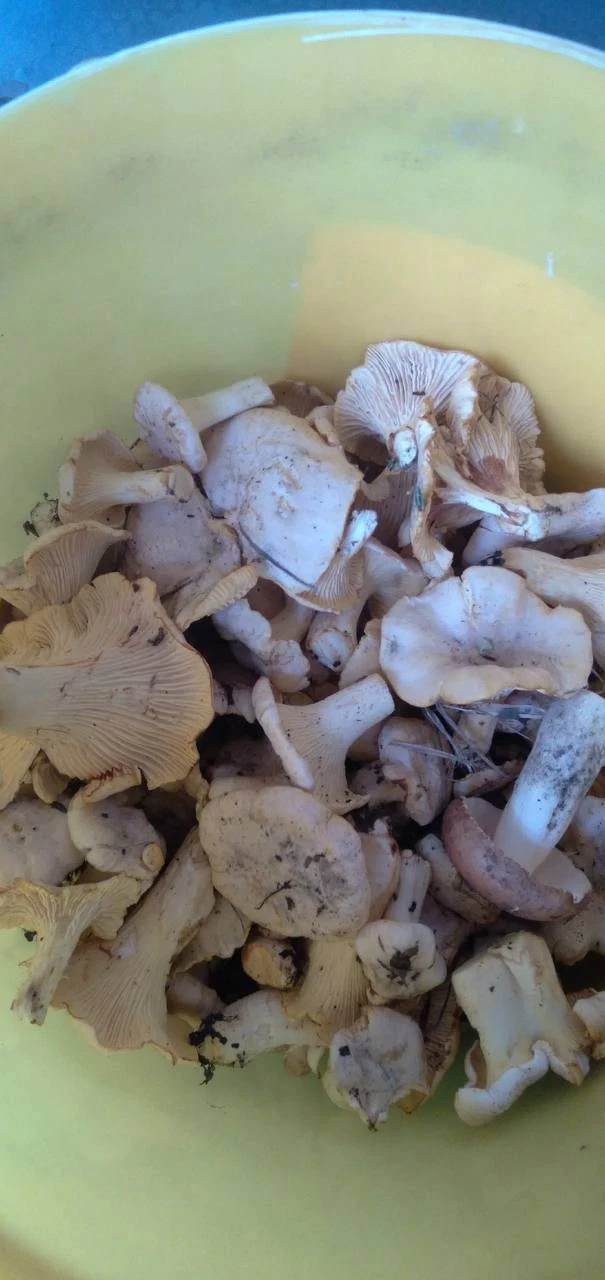 А в Кузбассе уже во всю собирают лисичек 🍄‍🟫