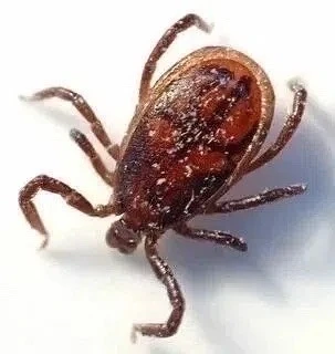 🕷 Наглость клещей перешла все границы — теперь они активно осваивают города.
Всему виной дождливое 