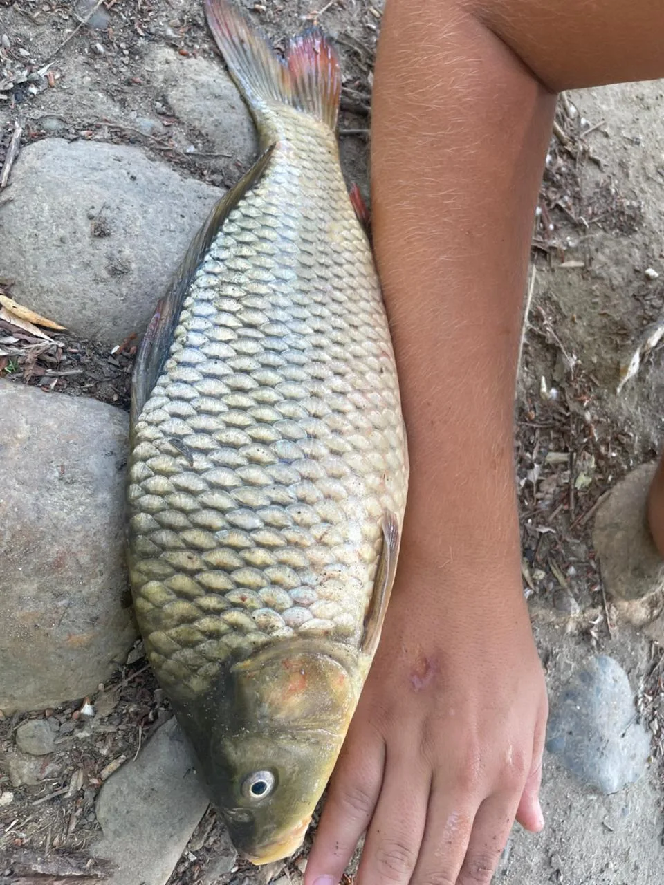 🎣 Улов от подписчика