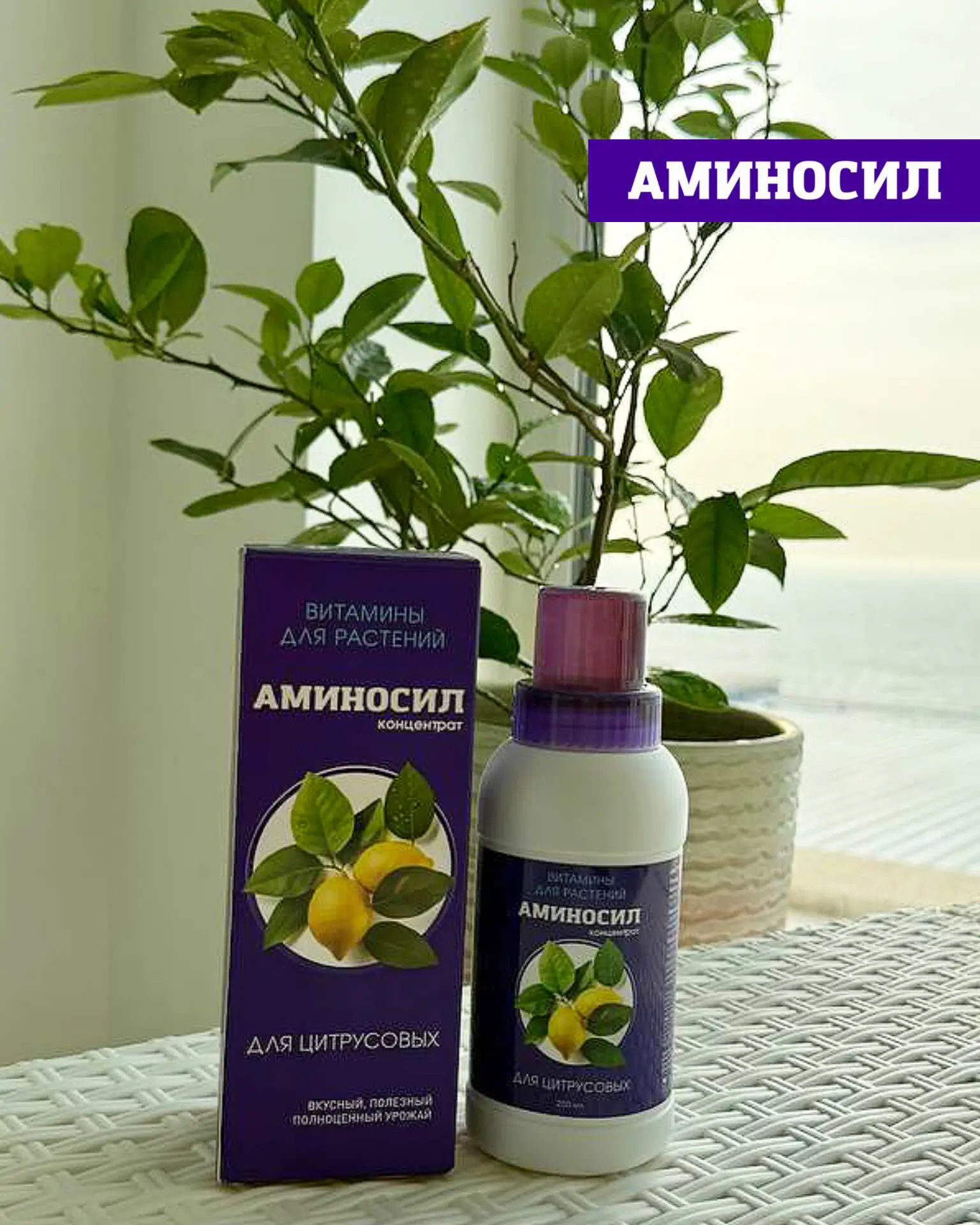 🍋 КОМНАТНЫЕ ЦИТРУСОВЫЕ: КАК НЕ УПУСТИТЬ ГЛАВНЫЙ ПЕРИОД РОСТА  Лето — ключевой этап для цитрусовых 🌿 