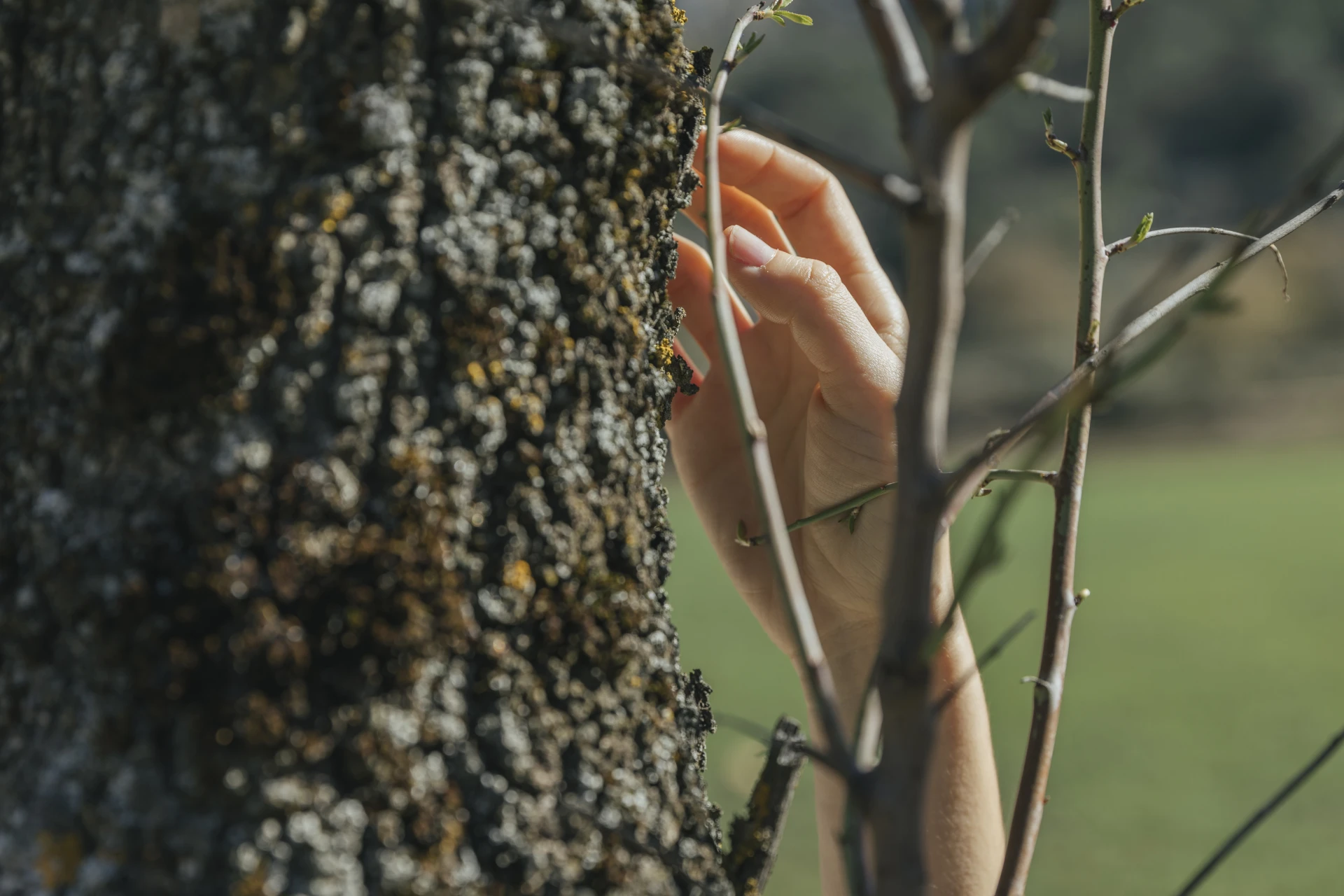 🌳 5 материалов для защиты стволов деревьев