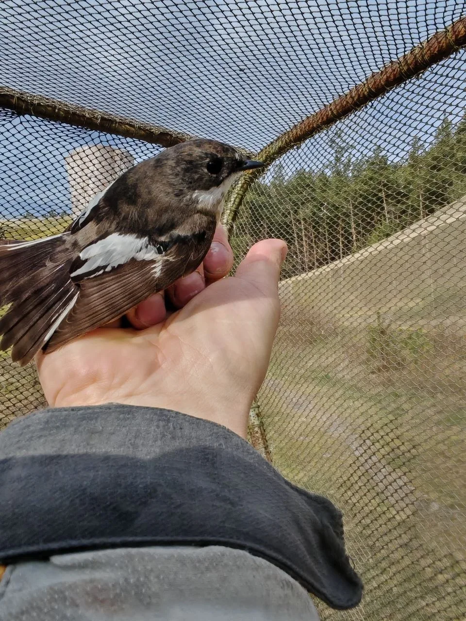 🐦🌍 Африканские мигранты добрались до Калининградской области  Последние несколько дней идёт активный