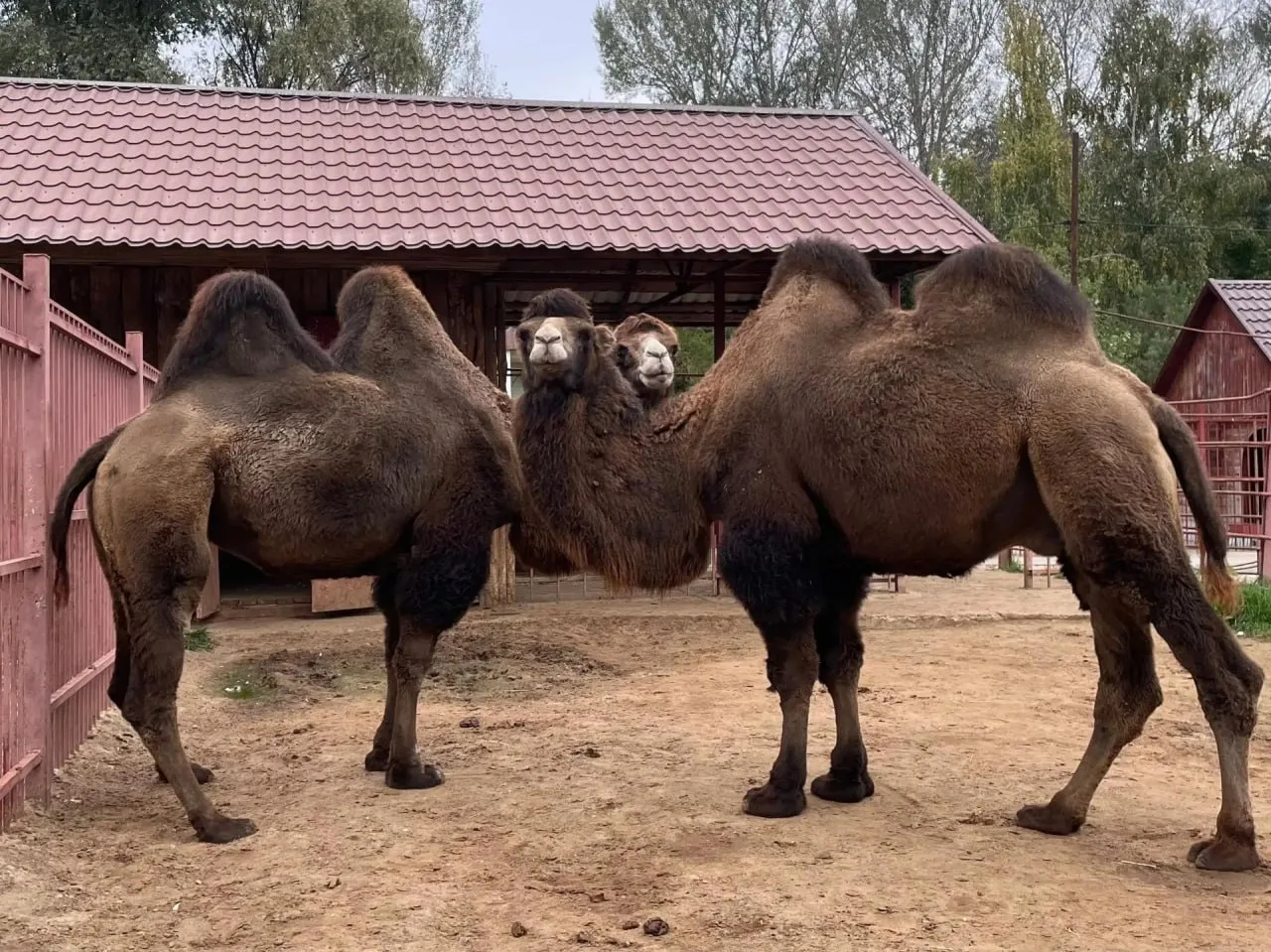 🐪 Верблюды Джон и Амелия в липецком зоопарке готовятся к зиме