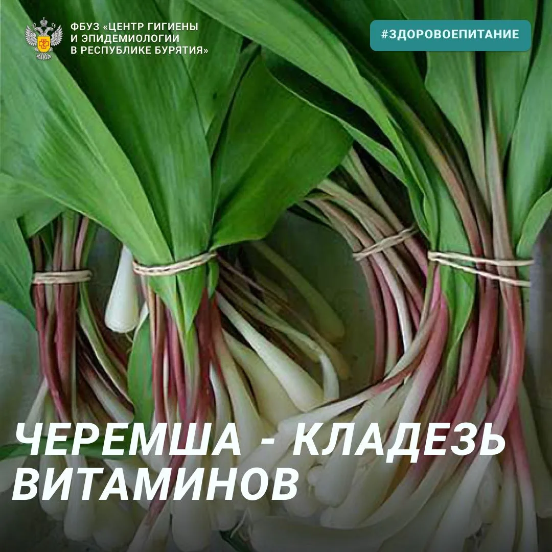 Черемша: кладезь витаминов и пользы для здоровья! 🌿

Наступил сезон сбора и продажи черемши — дикой