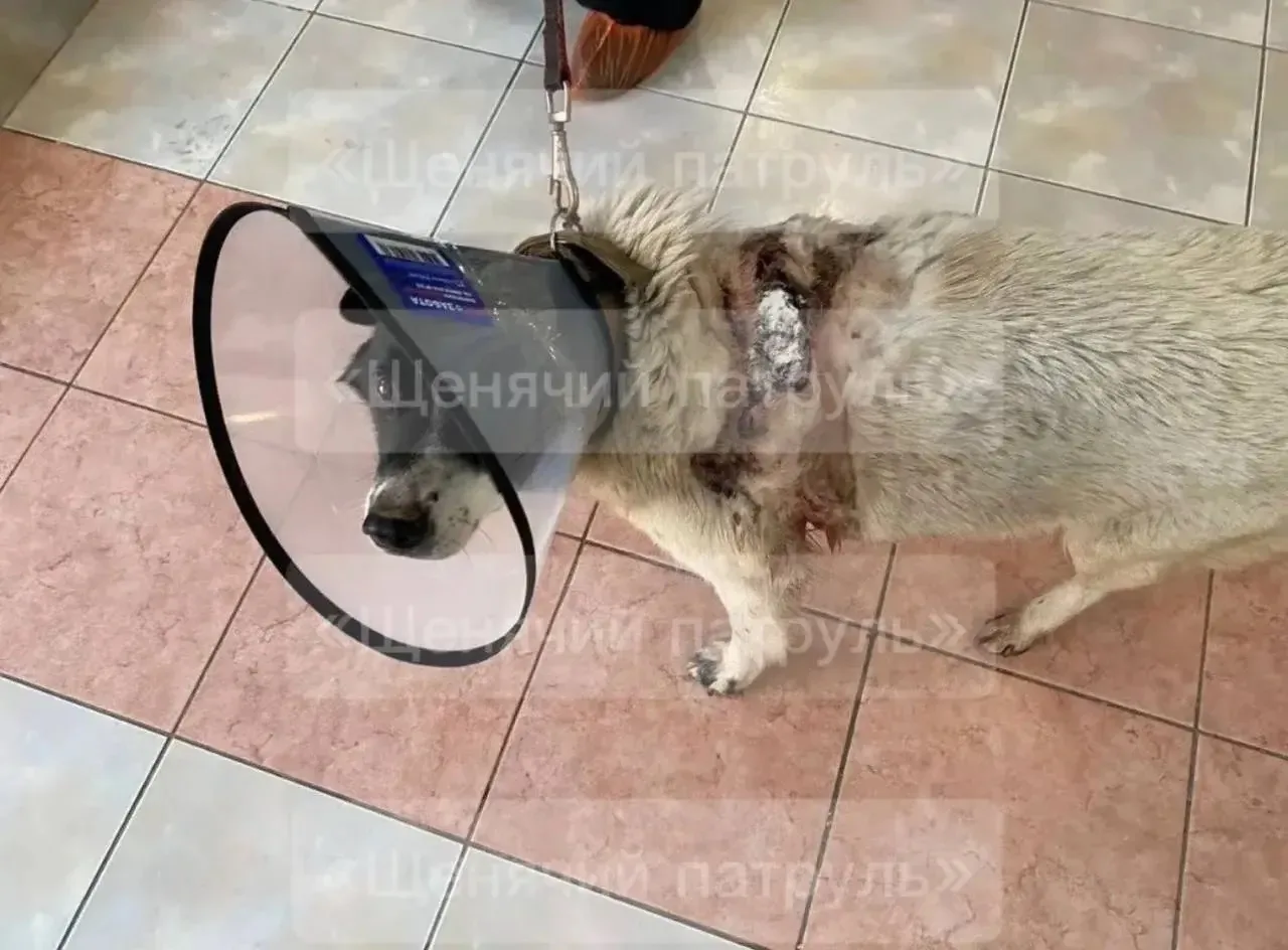 ❗️Избивший собаку на Братьев Касимовых — серийный живодёр
