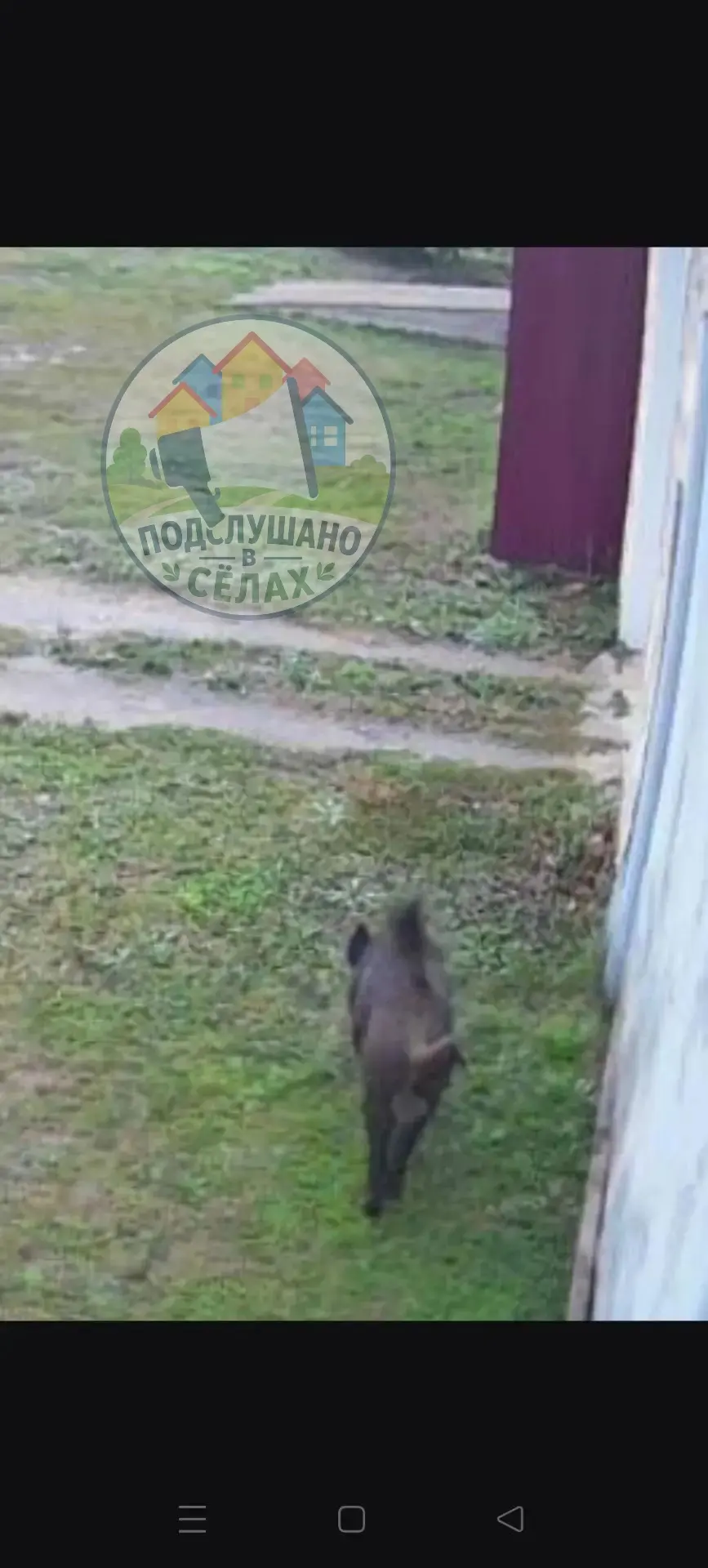 🐗 Дикие животные на улицах Евлашево:❗️