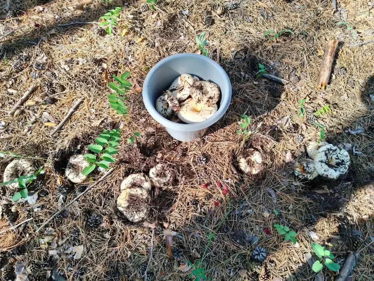 🍄 В Бурятии начинается грибной сезон: что нельзя класть в корзину

В Роспотребнадзоре напоминают: е