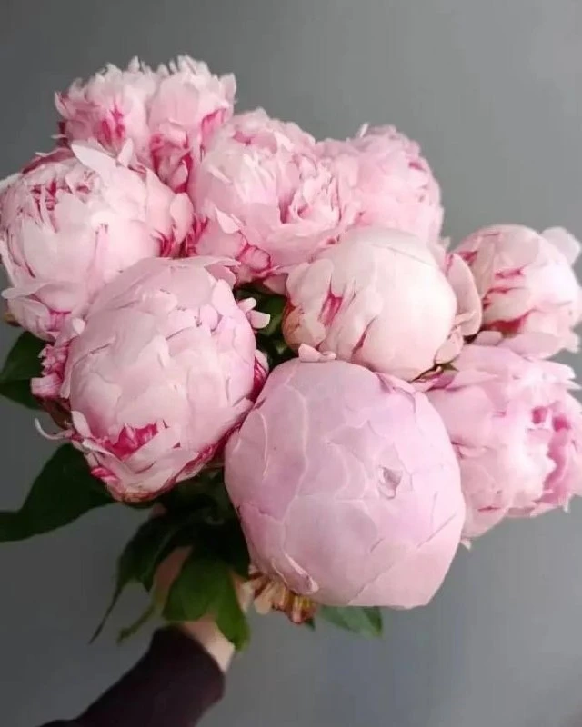 Пионы — это про любовь..🌸