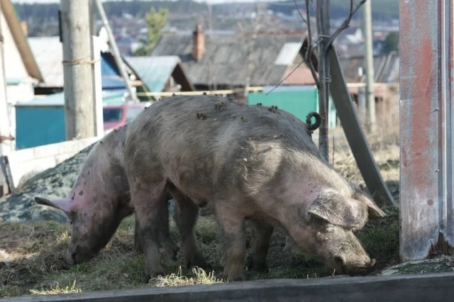 🐖 «Хряк всея Ревды» снова в суде! Теперь он воюет со следователем СК