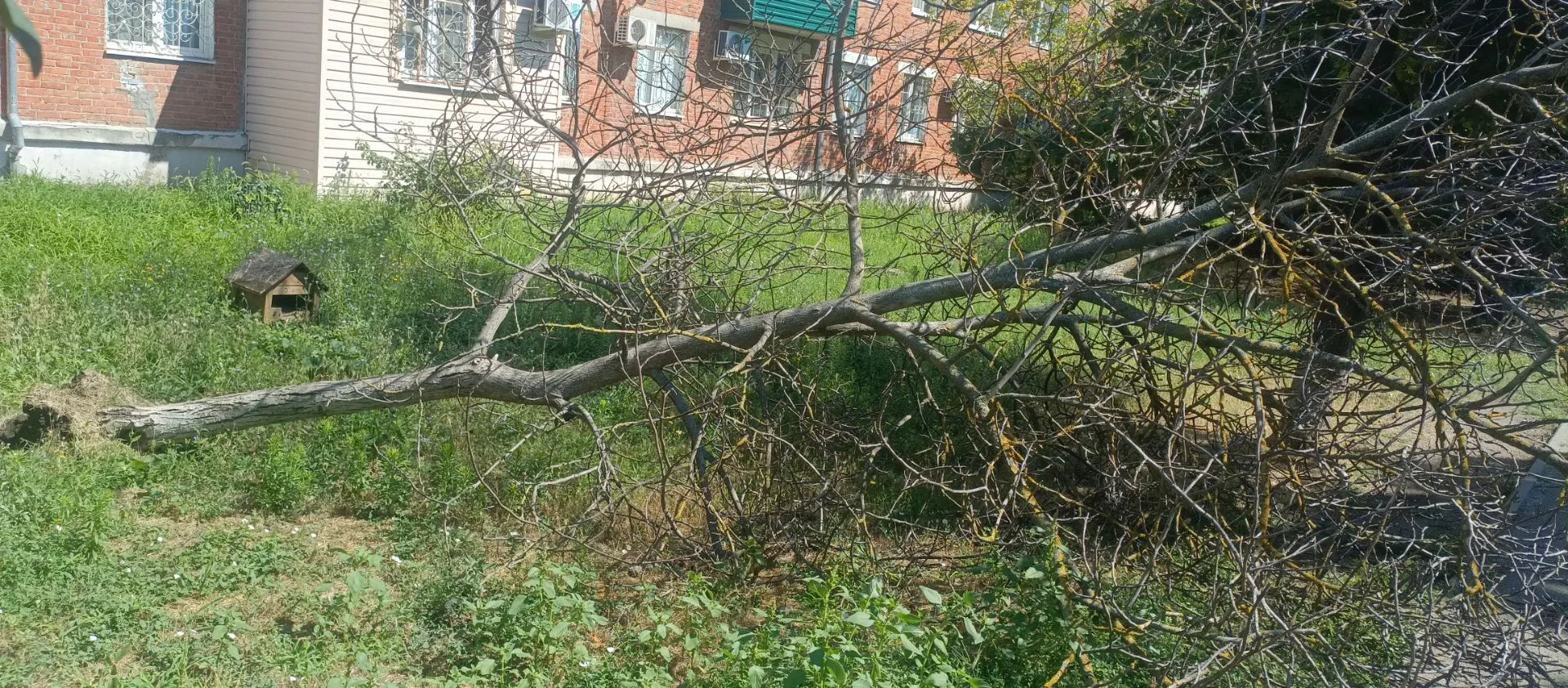 Возле входа 14 школы упало сухое дерево, уже неделю никто не убирает

Прислать новость



ПОДПИСАТЬС