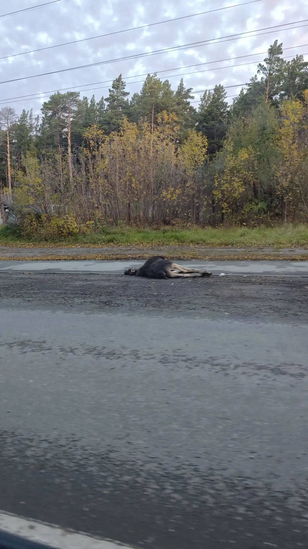В Новосибирске лось погиб под колесами автомобиля