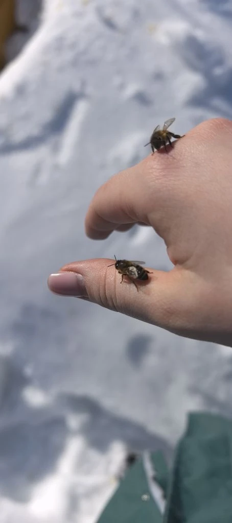 Еще немного пчёлок зимой ❄🐝
