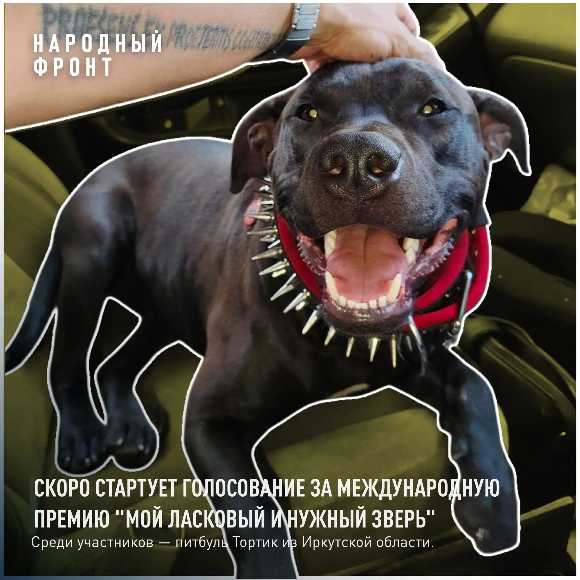 Скоро стартует голосование за международную премию "Мой ласковый и нужный зверь". Среди...